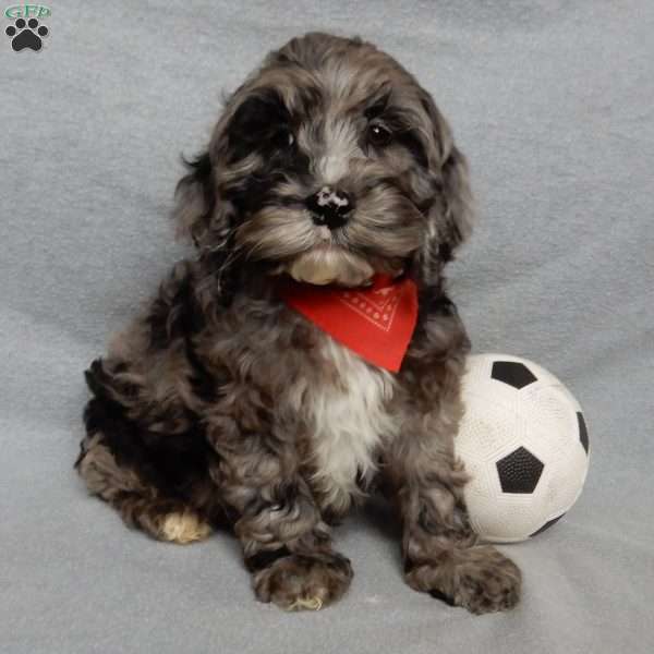 Bentley, Cockapoo Puppy